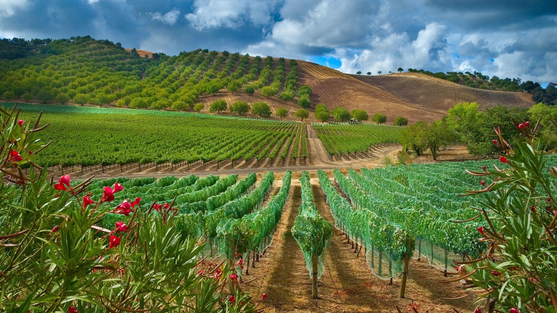 A vibrant agricultural marketplace